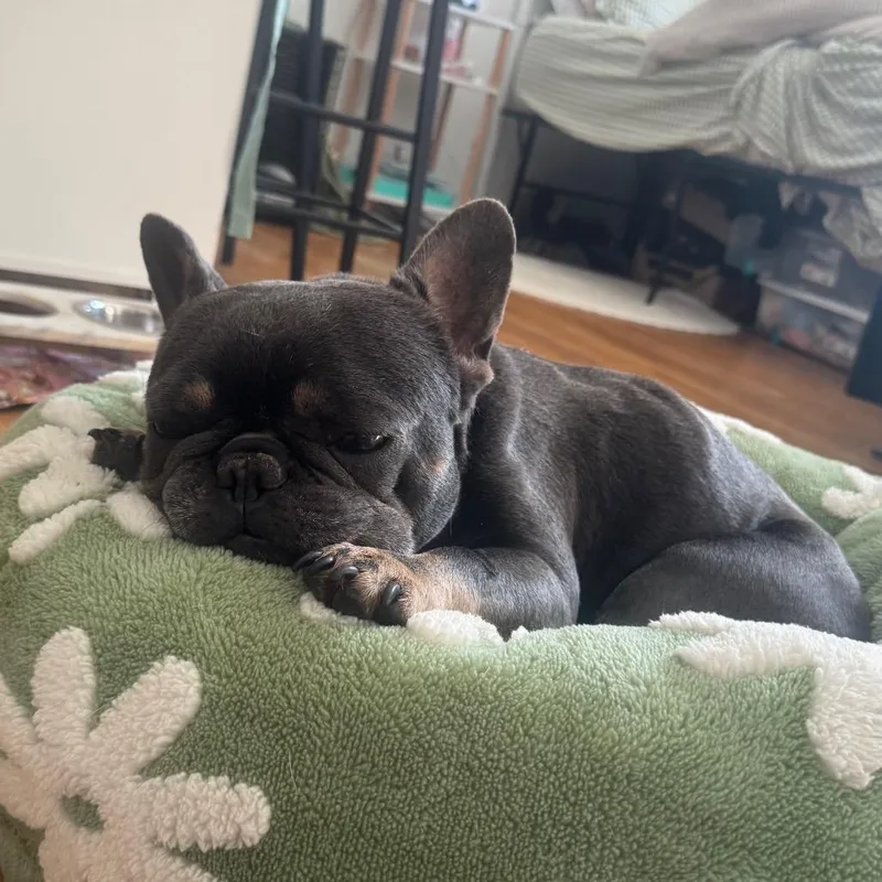 Derek Lam thumbnail 3