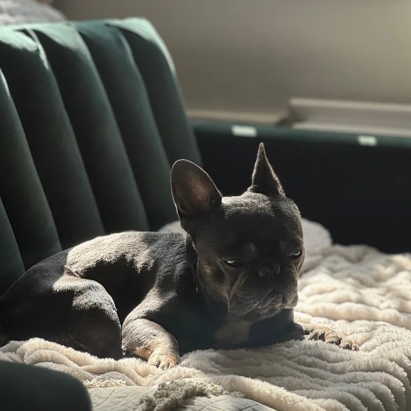 Derek Lam thumbnail 4