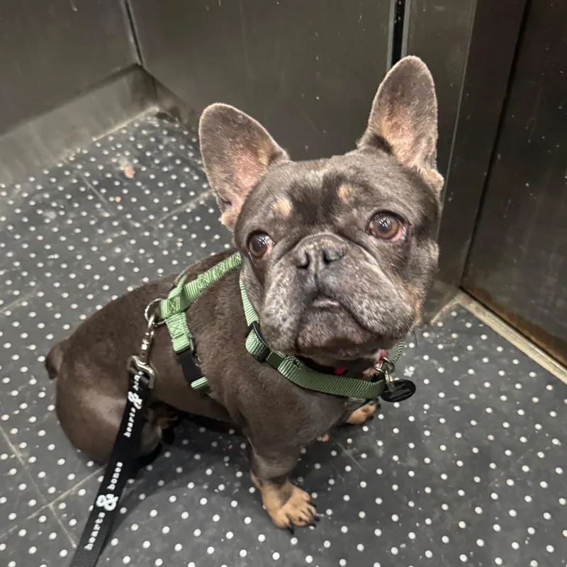 Derek Lam thumbnail 5