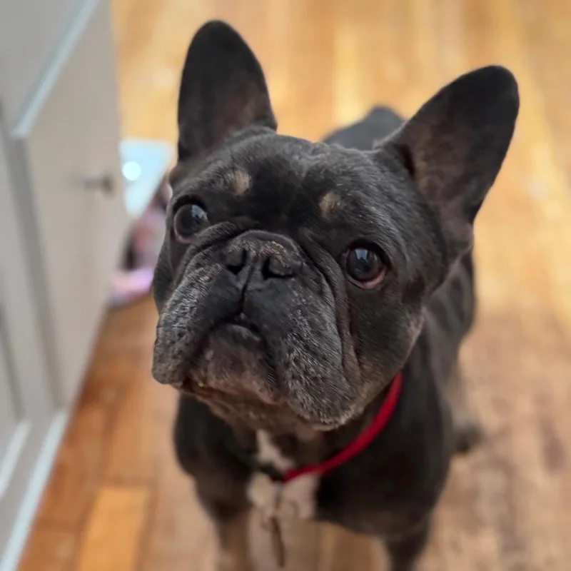 Derek Lam thumbnail 6