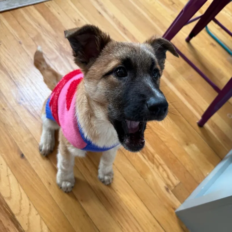 Miss Agnes thumbnail 2