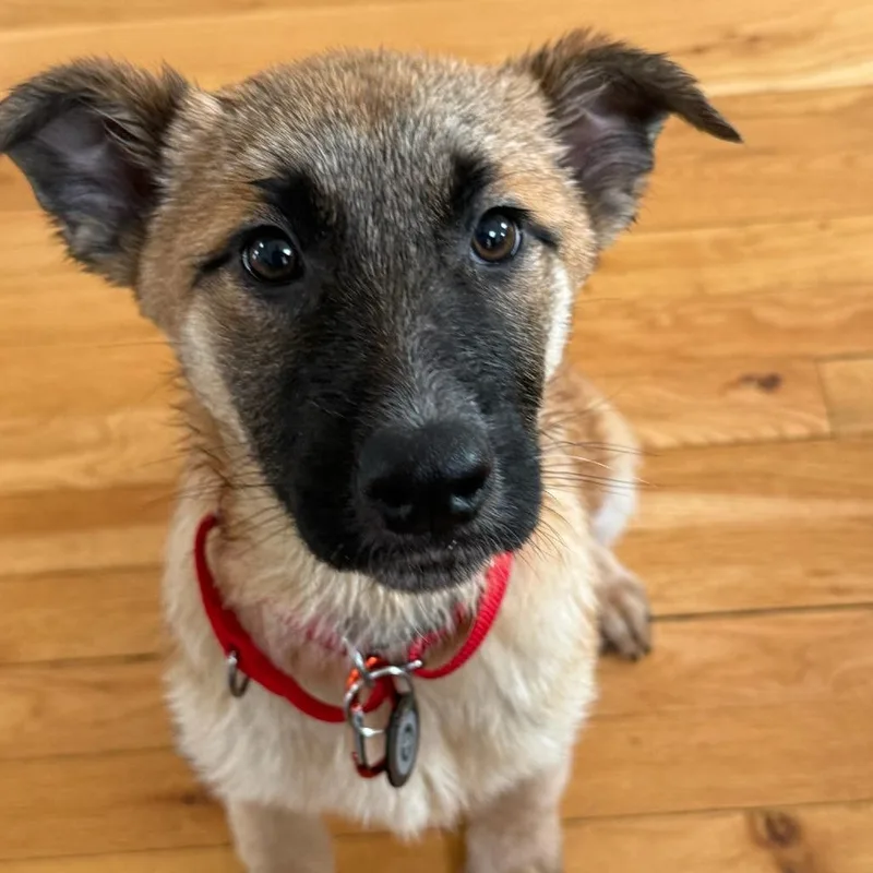 Miss Agnes thumbnail 3