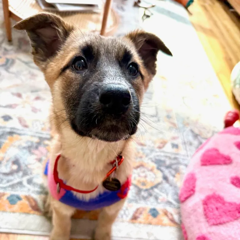 Miss Agnes thumbnail 4