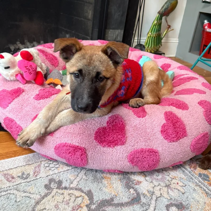 Miss Agnes thumbnail 6