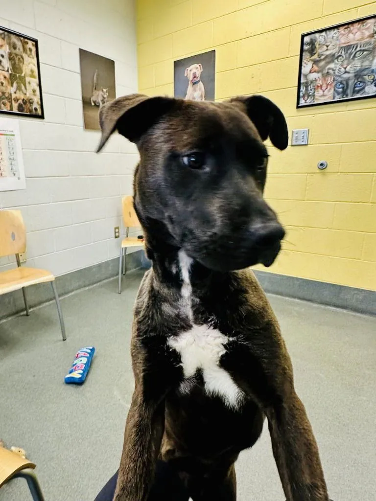 Dq  Burner thumbnail 3