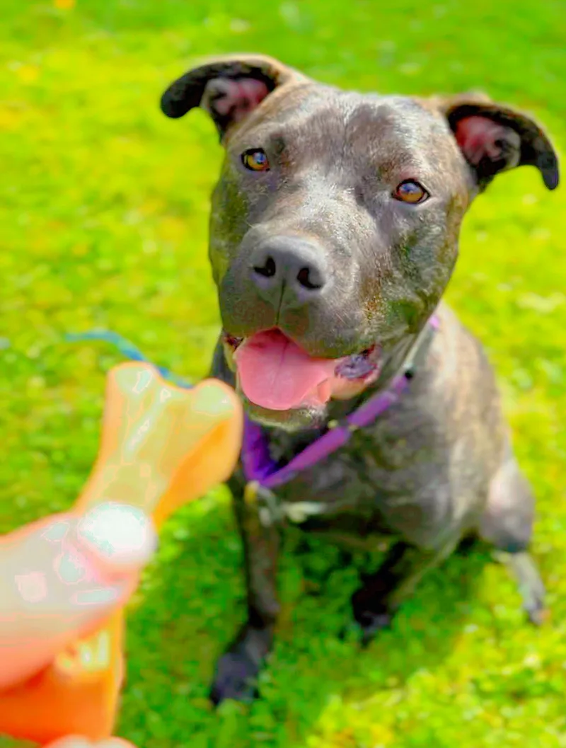 An adult large-sized female American Bulldog dog named Wendy for adoption in Ferndale, MI