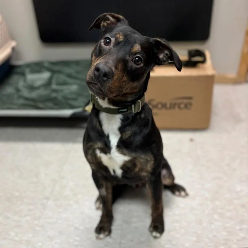 Hashbrown thumbnail 2