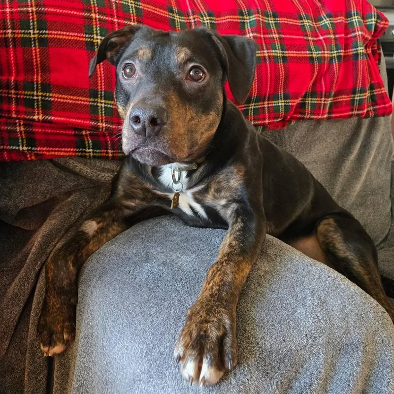 Hashbrown thumbnail 3