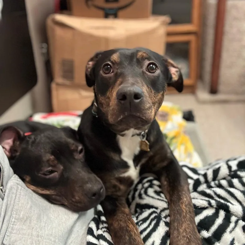 Hashbrown thumbnail 4