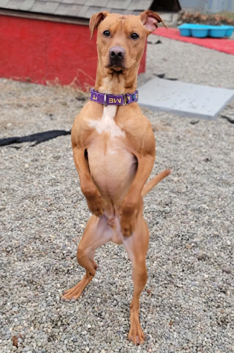 Scooby  Doo thumbnail 2