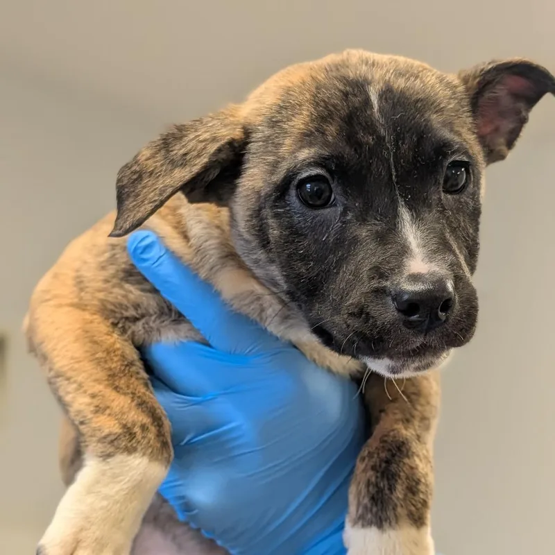 Chantilly Lace thumbnail 2