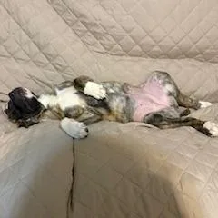 Chantilly Lace thumbnail 4