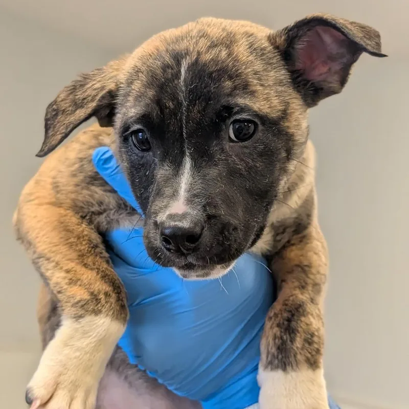 Chantilly Lace thumbnail 5