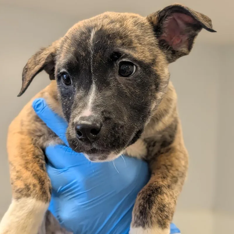 Chantilly Lace thumbnail 6