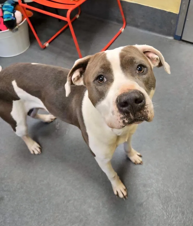 Sweet Snow thumbnail 3