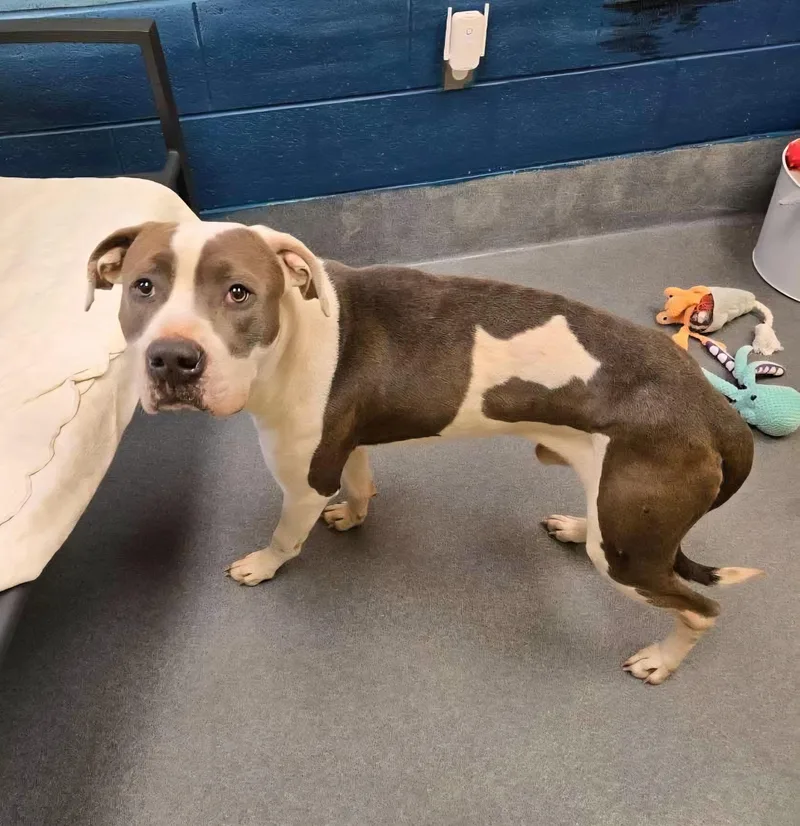 Sweet Snow thumbnail 4