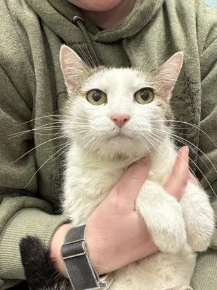 Penelope thumbnail 3