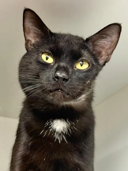 Tony Montana thumbnail 3