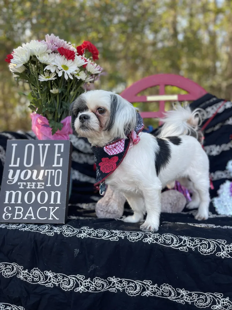 Roxy & Gizmo thumbnail 2