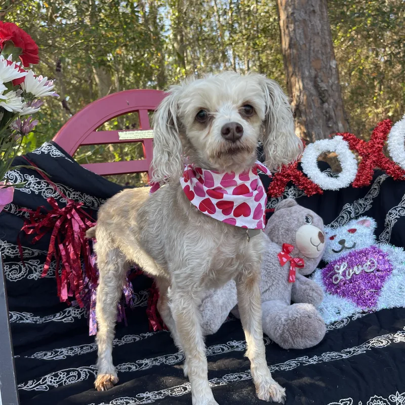 Roxy & Gizmo thumbnail 3