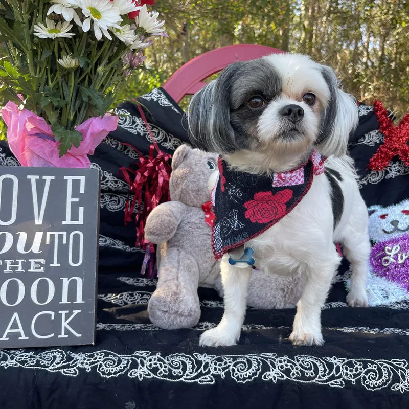 Roxy & Gizmo thumbnail 4