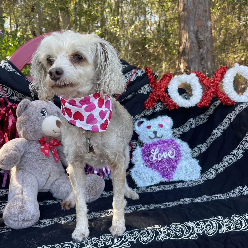 Roxy & Gizmo thumbnail 6