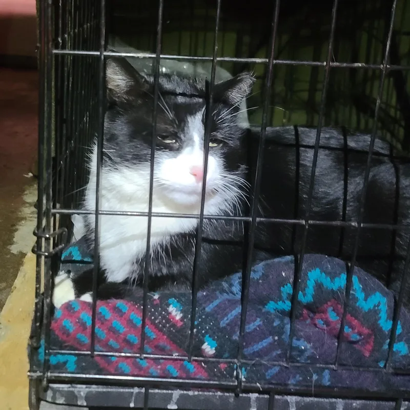 Sylvester Courtesy Listing thumbnail 2