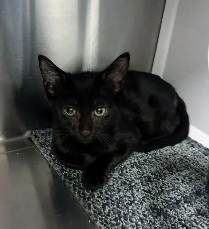 A baby small-sized male Domestic Short Hair cat named Pancake for adoption in Akron, OH