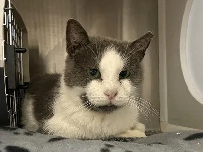 Ping Pong Fiv + thumbnail 2