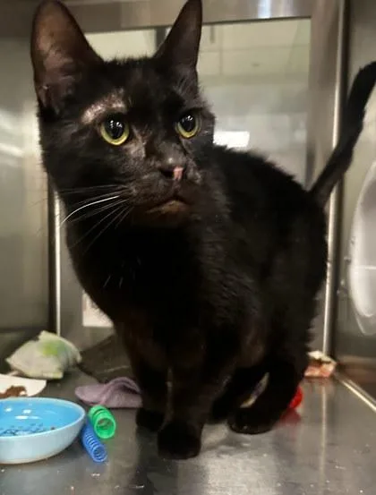 Rusty Spoon thumbnail 2