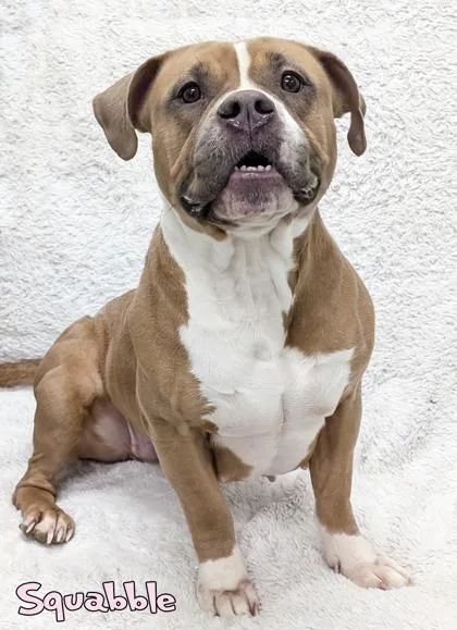 Squabble thumbnail 2