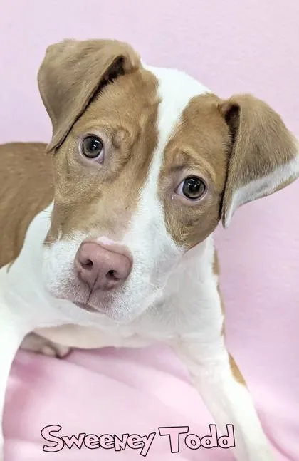 Sweeney Todd thumbnail 2