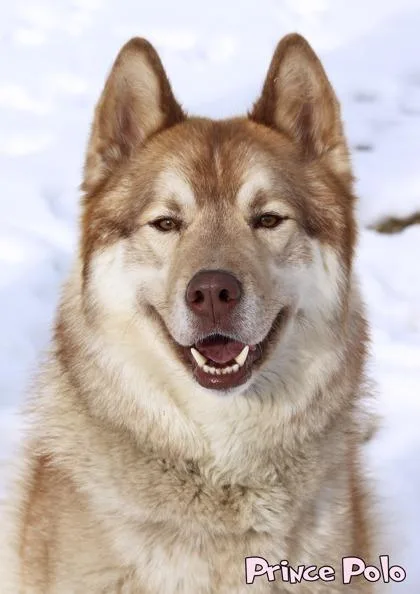 Prince Polo thumbnail 2