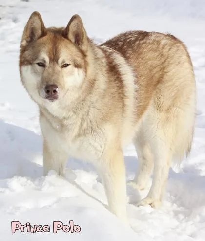 Prince Polo thumbnail 3