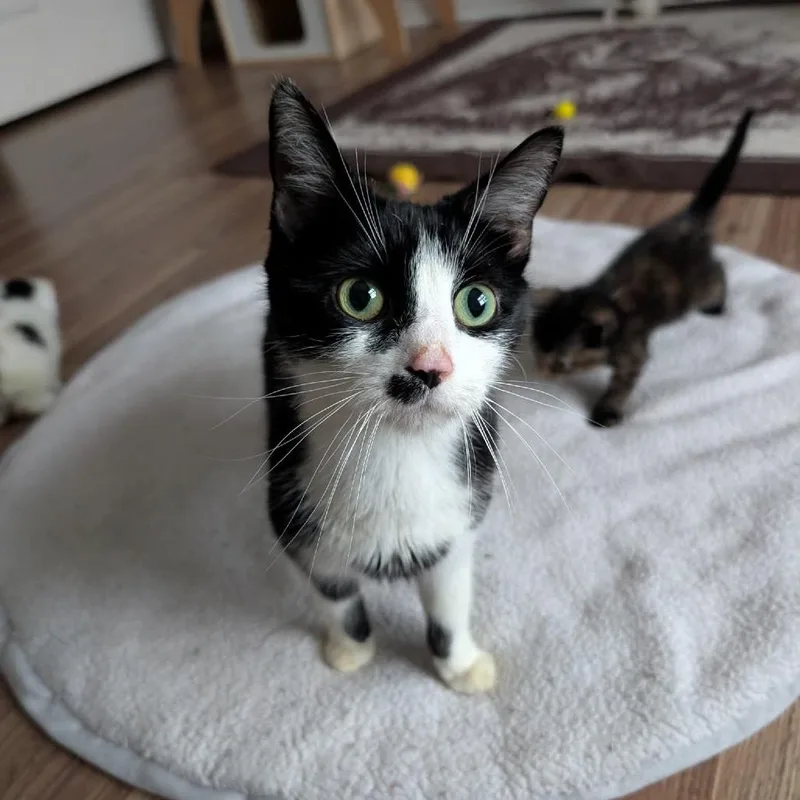 Kim Gordon thumbnail 2