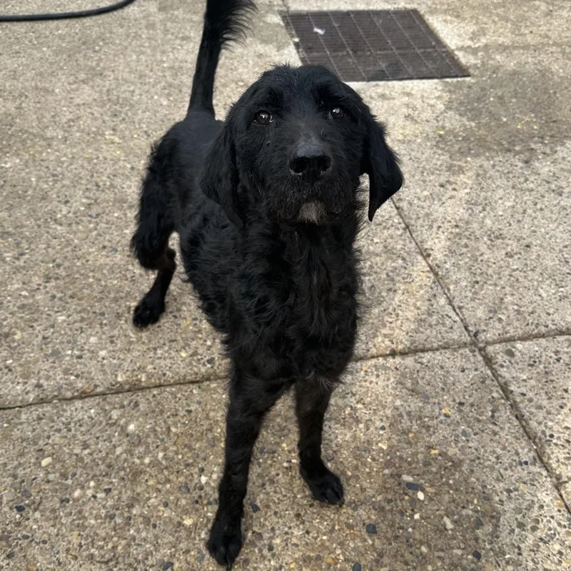 Benedict thumbnail 2