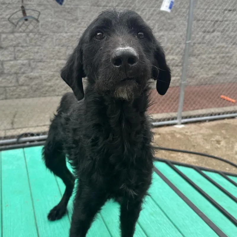 Benedict thumbnail 3