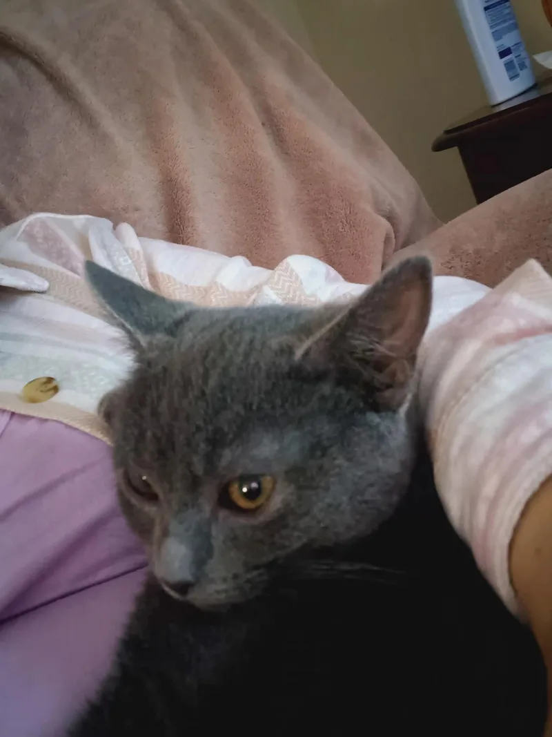 Chestnut thumbnail 2