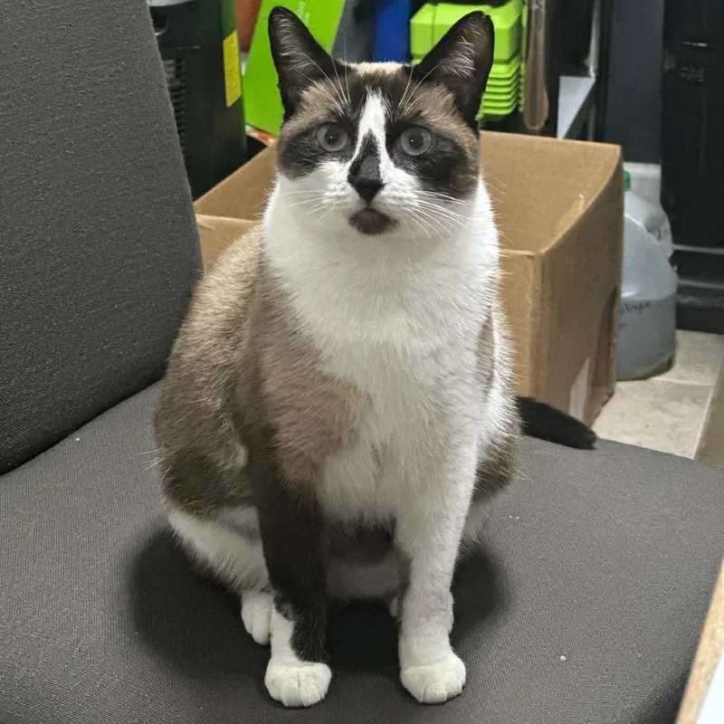 Sunshine thumbnail 3