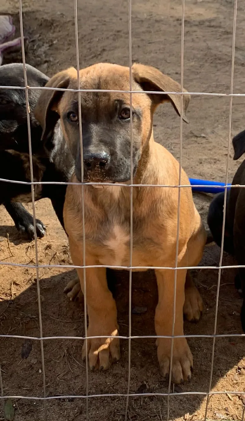 Charlie Brown photo 1