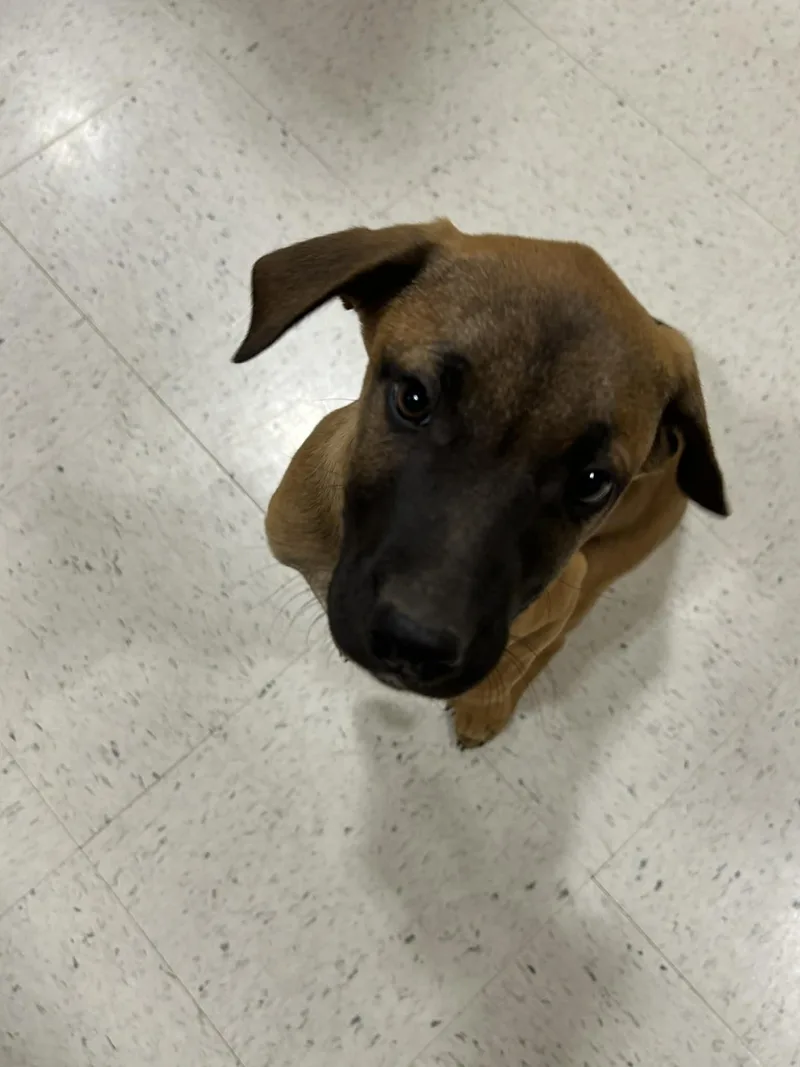 Charlie Brown thumbnail 2