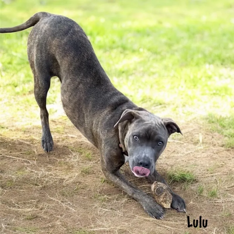 Lulu