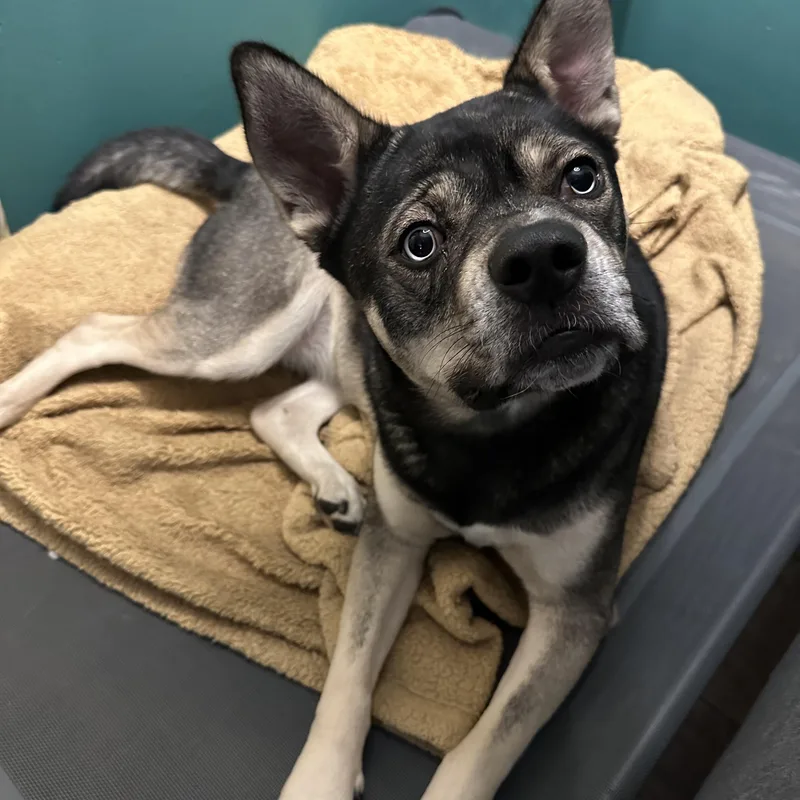 Pooh Bear thumbnail 4