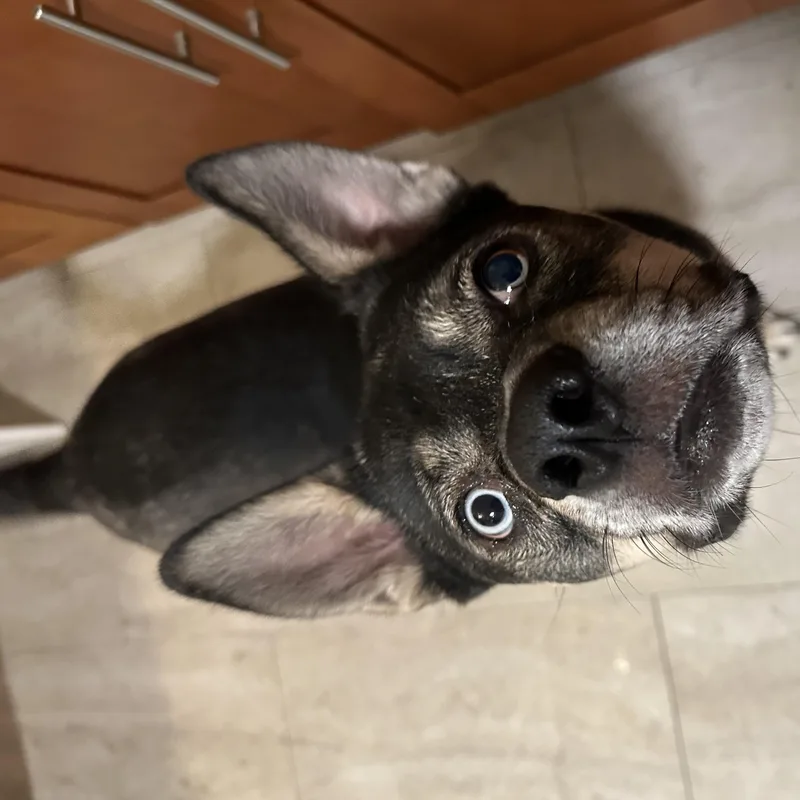 Pooh Bear thumbnail 5