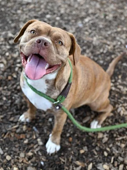 Priscilla thumbnail 3