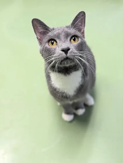 An adult medium-sized female Domestic Short Hair cat named Ashlynn for adoption in Batavia, OH