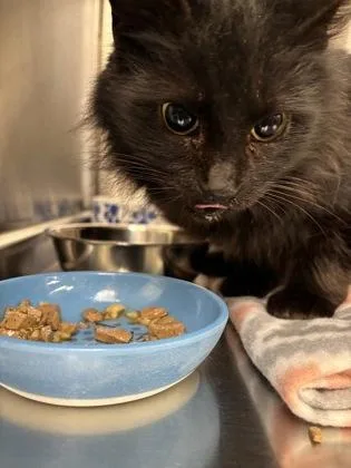 Carmella thumbnail 2