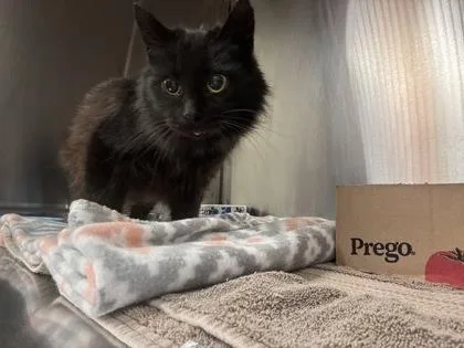 Carmella thumbnail 3