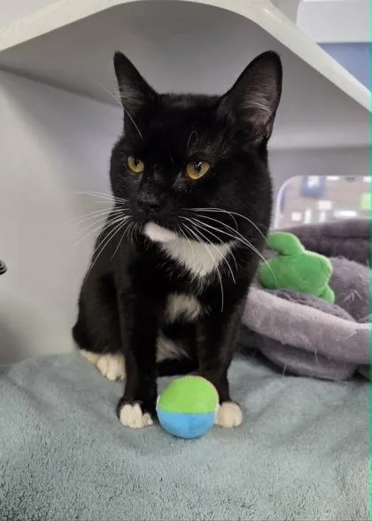 Cookies N Cream thumbnail 2