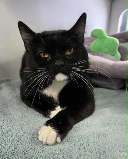 Cookies N Cream thumbnail 3